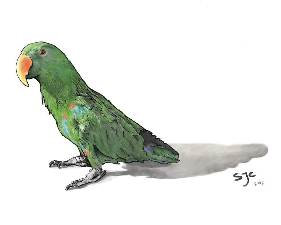 Bird - Digital sketch