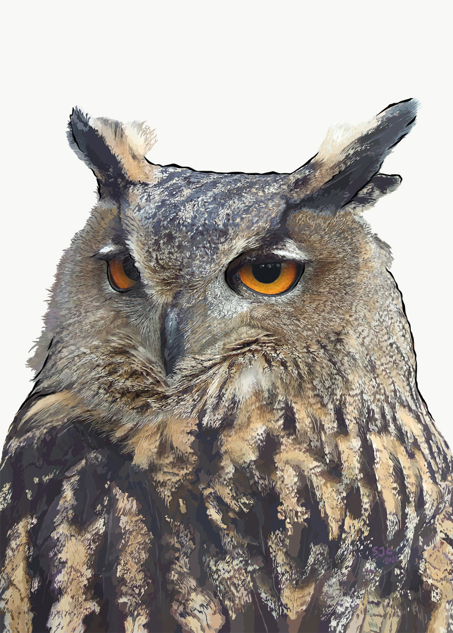 Long-eared Owl - Vector illustration
