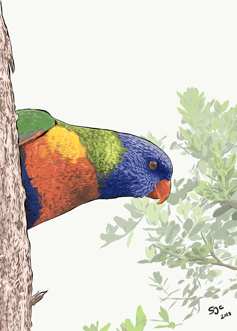 Peeking Lorikeet - Vector illustration