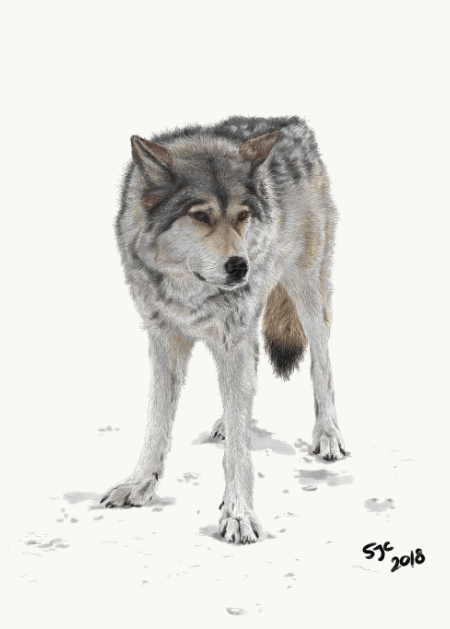 Rue, Yamnuska Wolfdog layer 3